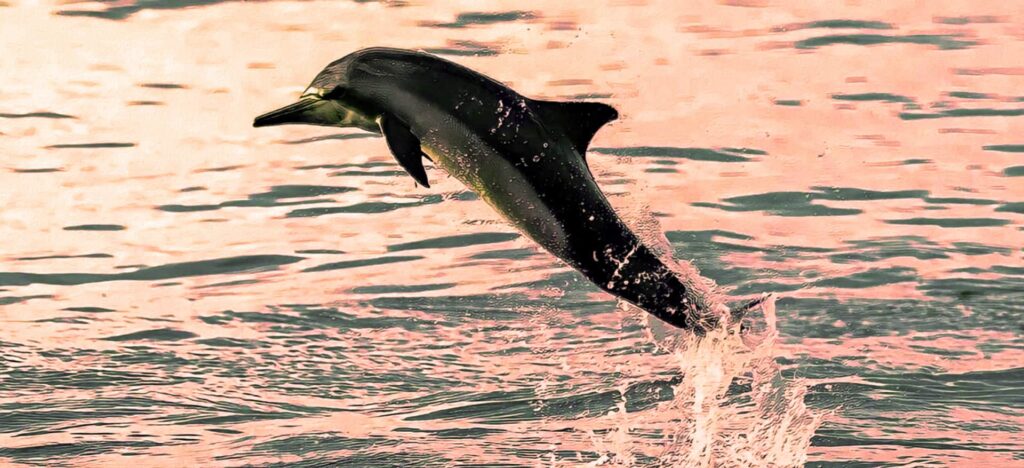 Exclusive Boating Adventure with Dolphin Watching