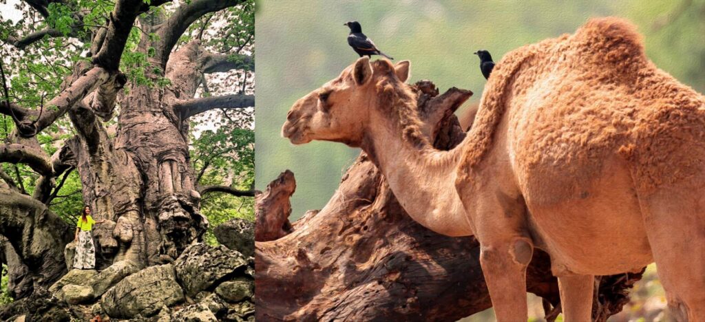 Salalah Mountain Safari Tour