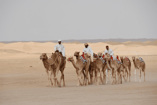 Camel Racing